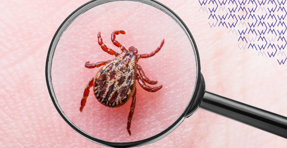 kliešť borelioza