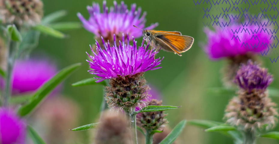 ostropestrec mariánsky